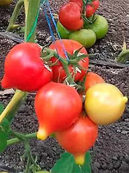 Семена Элком Семена Томат Нобель F1, 5 шт.