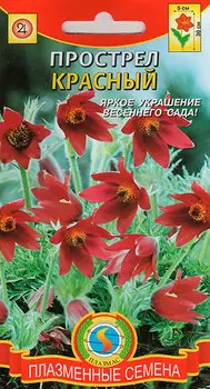 Семена Плазмас Прострел Красный, 10 шт.