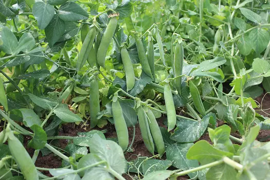 Семена Premium seeds Горох пучковой Гигантище, 3 г LARK SEEDS США, Любовь да голуби