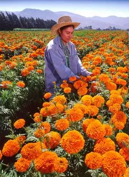 Семена Сады России Бархатцы африканские Ксочи, 10 шт.