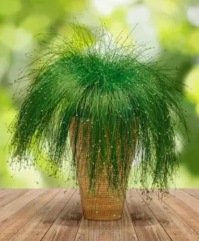 Семена Сады России Изолепис Марионетка, 3 шт.