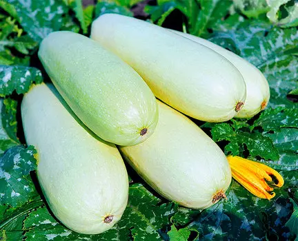 Семена Сады России Кабачок белоплодный Малыш, 8 шт.