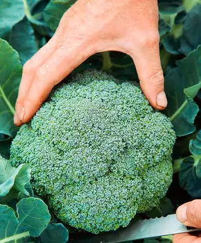 Семена Сады России Капуста брокколи Монтоп F1, 12 шт.