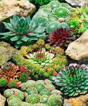 Семена Сады России Молодило Самоцветы, Смесь, 30 шт.