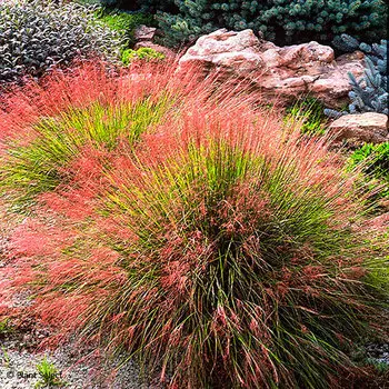 Семена Сады России Мюленбергия Бесстрашная, 10 шт.