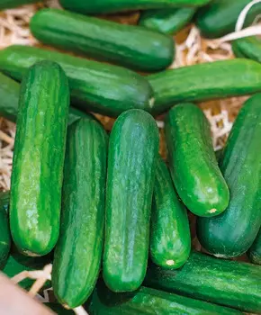 Семена Сады России Огурец Бэби Мини F1, 6 шт. Чудо-огурцы