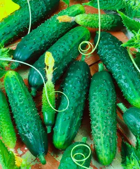 Семена Сады России Огурец Манеки F1, 3 шт. Домашний огород