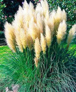 Семена Сады России Пампасная трава Плюм Белая, 0,1 г