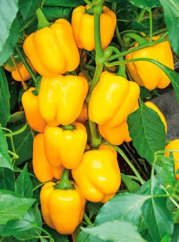 Семена Сады России Перец сладкий Эспартано F1, 5 шт.