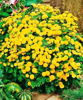 Семена Сады России Пижма девичья Вегмо Солнечный зайчик, 8 шт.