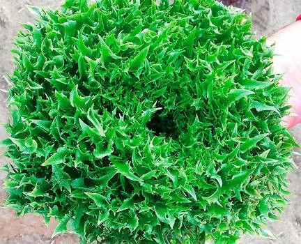 Семена Сады России Салат Фрилл Грин 2, 20 шт.