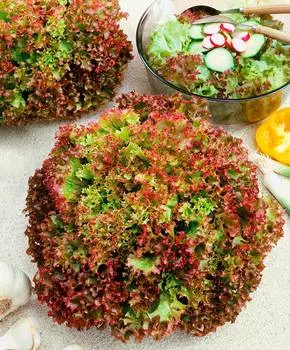 Семена Сады России Салат Роселла, 1 г