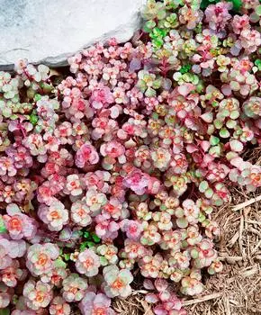 Семена Сады России Седум Вуду, 20 шт.