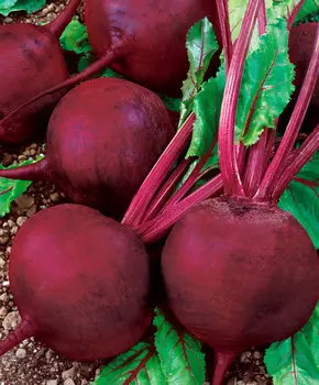 Семена Сады России Свёкла Диаз F1, 1 г