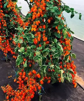 Семена Сады России Томат черри Одат F1, 5 шт.