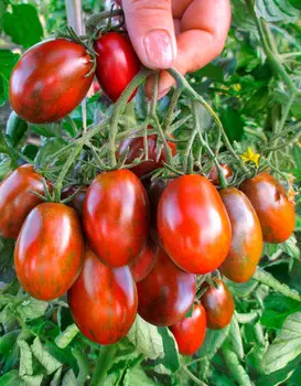 Семена Сады России Томат Криспина Плюм, 3 шт.