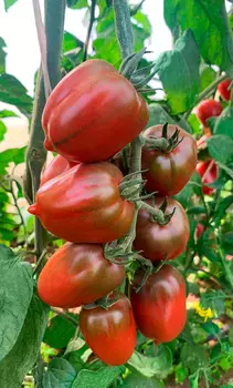 Семена Сады России Томат Лукум, 5 шт.