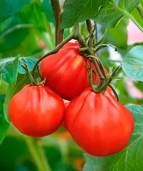 Семена Сады России Томат Мамин любимый, 5 шт.