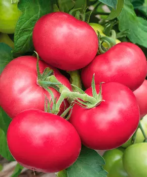 Семена Сады России Томат Пинк Гарант F1, 3 шт.