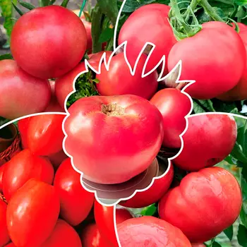 Семена Сады России Томаты Малиновое чудо (комплект 2), 5 пакетов по 8 шт.