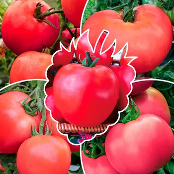 Семена Сады России Томаты Малиновое чудо (комплект 3), 5 пакетов по 8 шт.