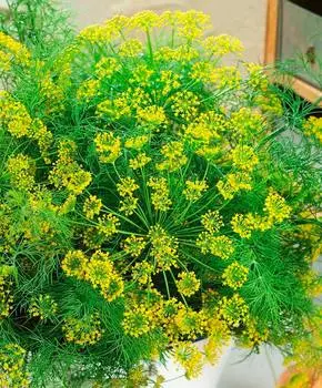 Семена Сады России Укроп Маринадный Экстра F1, 1 г