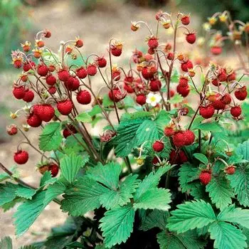 Семена Сады России Земляника Лесная, 0,1 г