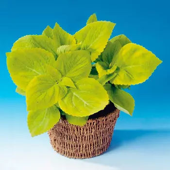 Семена SEEDSPOST Колеус Блюме Джиант Эксибишен Лаймлайт, 3 шт. Takii Элитные семена