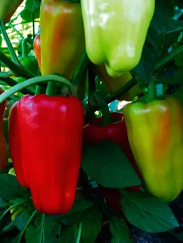 Семена SEEDSPOST Перец сладкий Джипси F1, 5 шт. Seminis Мировые хиты