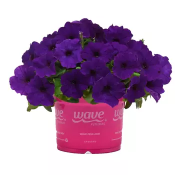 Семена SEEDSPOST Петуния ампельная Е3 Изи Вэйв (E3 Easy Wave) Блю F1, 5 драже PanAmerican Элитные семена