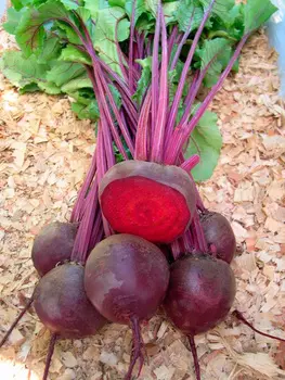 Семена SEEDSPOST Свекла Кестрел F1, 50 шт. Мировые хиты Sakata