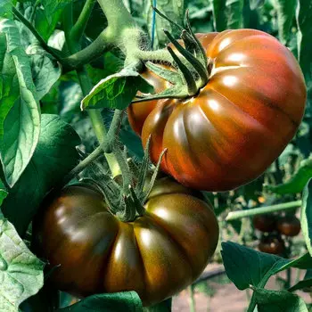 Семена SEEDSPOST Томат Браун Кой F1, 3 шт. Yuksel Элитные семена
