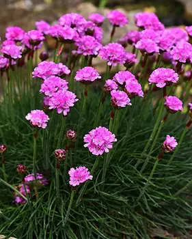 Армерия приморская "Поиск" Армада Роуз 1шт