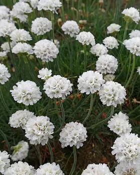 Армерия приморская "Поиск" Армада Вайт 1шт