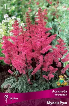 Астильба курчавая "Поиск" Мулен Руж 1шт