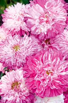 Астра "Русский огород" Седой букет 0,1г