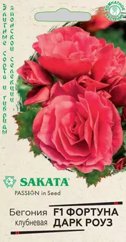 Бегония "Гавриш" Фортуна Дарк роуз F1 4шт