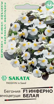 Бегония "Гавриш" Инферно белая F1 4шт