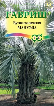 Бутия головчатая "Гавриш" Мануэла 3шт