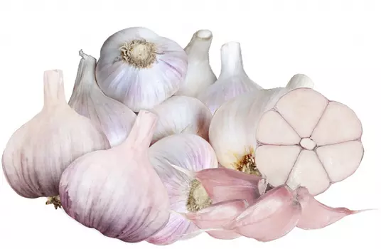 Чеснок озимый "Премиум Сидс" Антошка 20 зубков