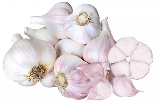 Чеснок озимый "Премиум Сидс" Богатырь 20 зубков