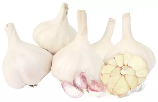 Чеснок озимый "Премиум Сидс" Кавалер 40 зубков