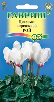 Цикламен "Гавриш" Рой персидский 3шт