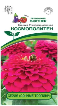 Цинния георгиновидная "Партнер" Космополитен F1 4шт