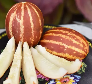 Дыня "Русский огород" Ходжа Насреддин 5шт