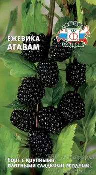 Ежевика "Седек" Агавам 0,05г