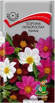 Георгина "Поиск" Хоровод низкорослая 10шт