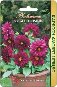 Георгины гибридные "Биотехника" Карлсон Фиолет Шейдс 10шт