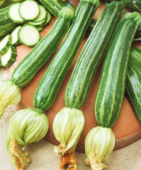 Кабачок "Сады России" Тапир F1 5шт