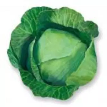 Капуста б/к "Сады Азии" Платун F1 10шт